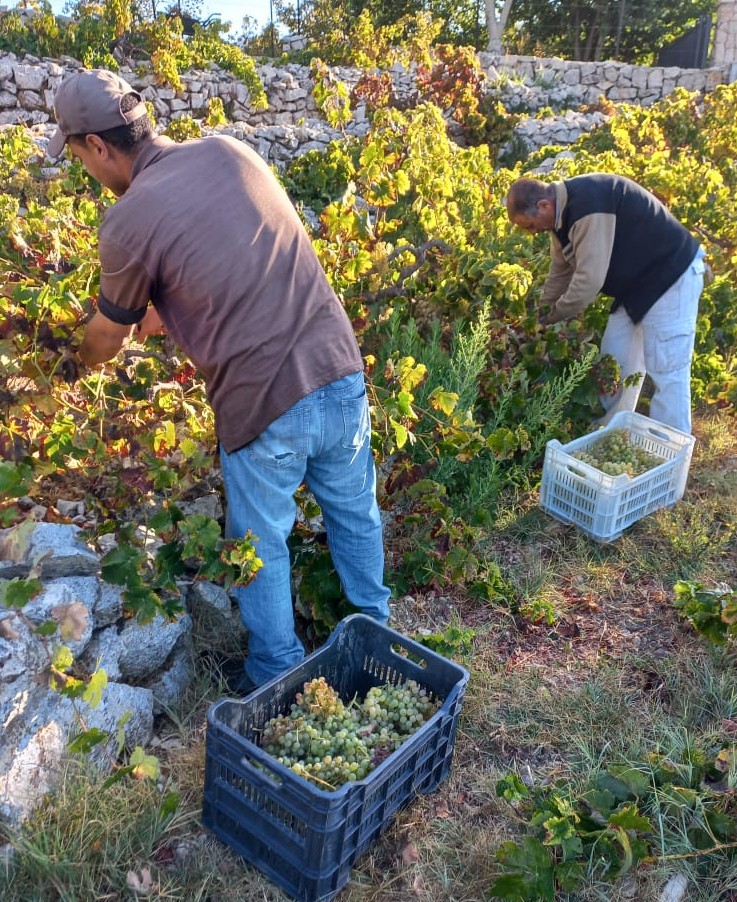 On 15 August people celebrate the 'Feast of the Lady' as they call it in Lebanon (Assumption of Mary). This day also marks the beginning of the harvesting of wine grapes 🍇. Image is from our vineyard in Jezzine (South Lebanon) - September 2021.