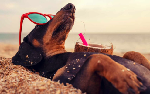 Performance_Pet's tweet photo. National Relaxation Day encourages us to slow down and unwind. It’s a day to focus on taking care of ourselves and take a moment to relax. https://t.co/sQGoOfBf3p