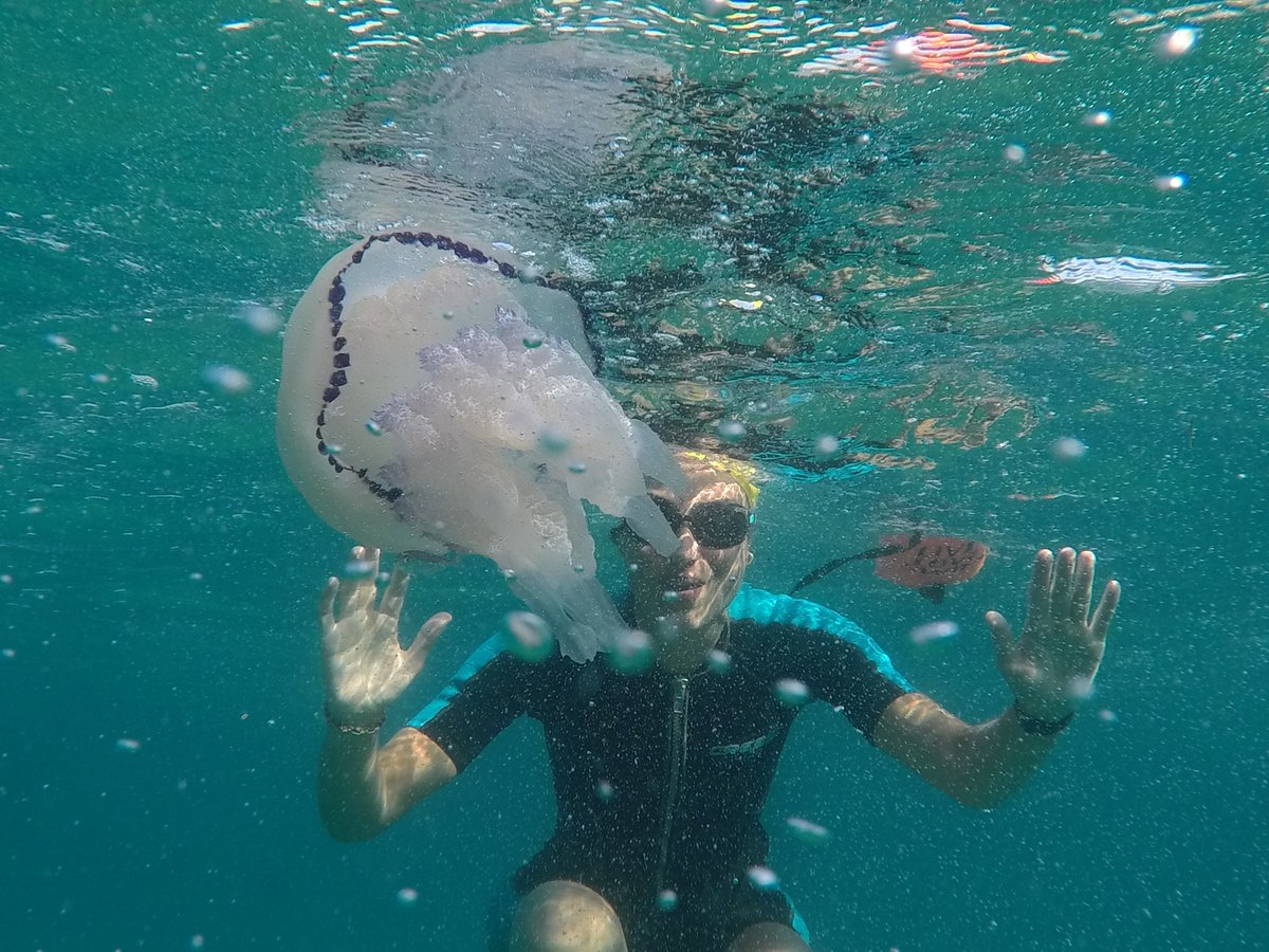 cagranser's tweet photo. Avui nedant amb amb bona companyia, @Rosa_lita➕Meduses, fins al #PontDelPetroli. Mar transparent, bastant plana i neta. Ha estat un repte esquivar tantes Rhizostoma pulmo i algunes Cotylorhiza tuberculata
@Totbadalona #Badalona
#EcoSwimming #AigüesObertes #OpenWater #WildSimming https://t.co/x8o7q17fpt
