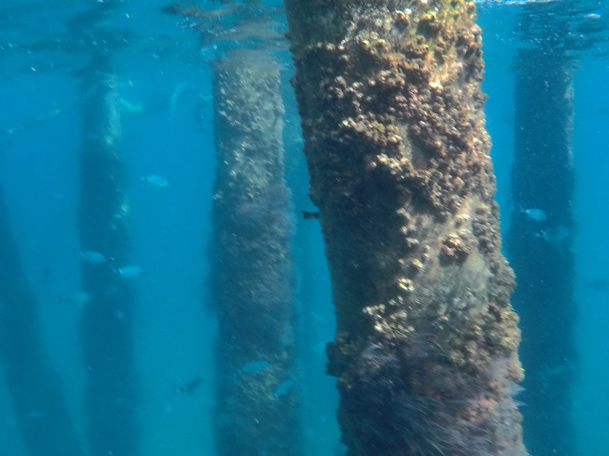 cagranser's tweet photo. Avui nedant amb amb bona companyia, @Rosa_lita➕Meduses, fins al #PontDelPetroli. Mar transparent, bastant plana i neta. Ha estat un repte esquivar tantes Rhizostoma pulmo i algunes Cotylorhiza tuberculata
@Totbadalona #Badalona
#EcoSwimming #AigüesObertes #OpenWater #WildSimming https://t.co/x8o7q17fpt