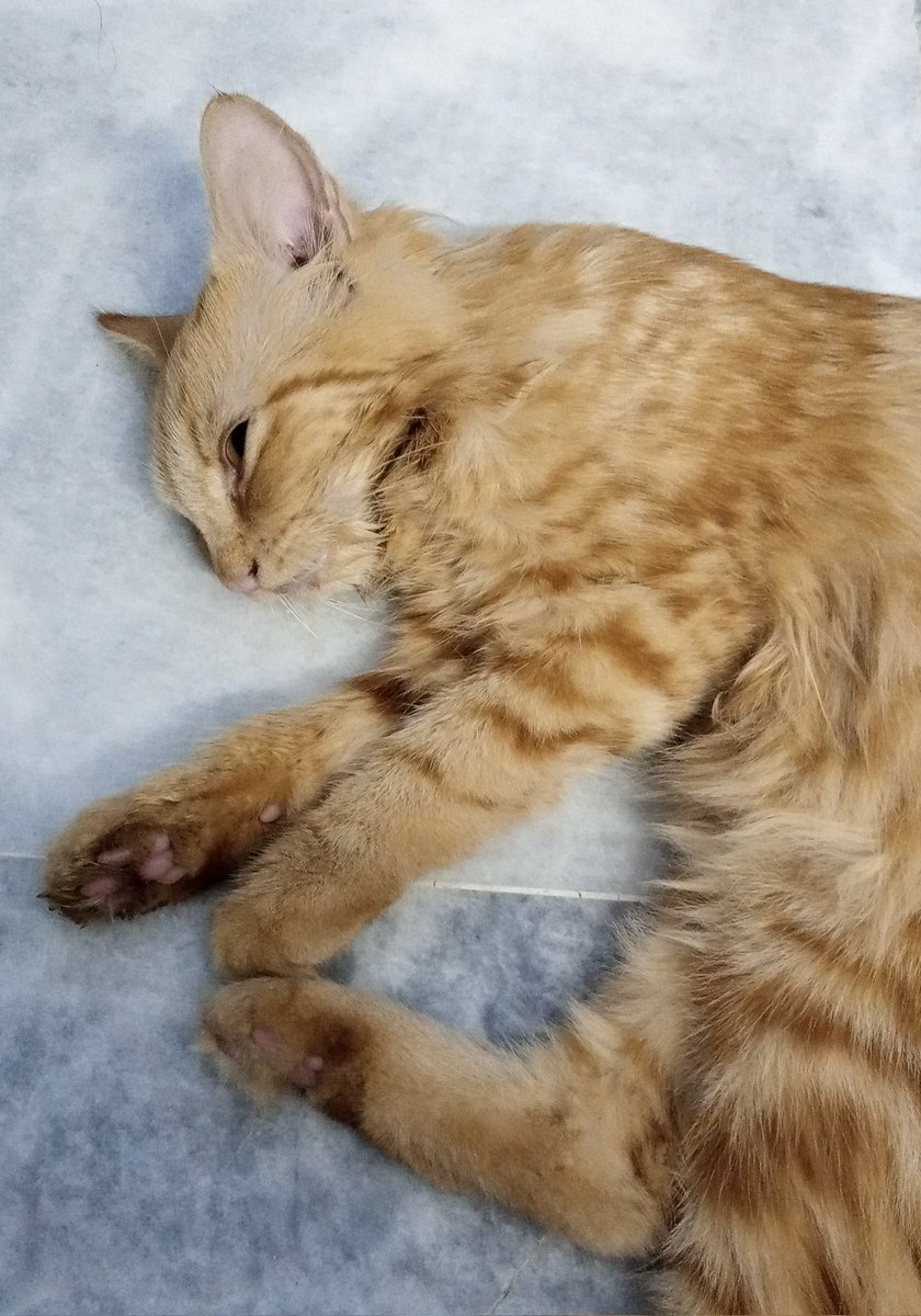 Hello Twitter I'm really in need of money as my kittens are dying and I don't have enough fund to take them to vet so please help me out I will make art for you. Please help me 😭
I couldn't save two of them and one is in very bad condition please support me 🥺 I'm a small artist