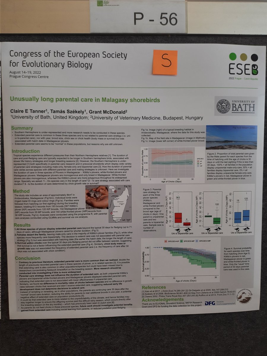 My poster on #parentalcare and #behaviour of #shorebirds #matingsystems is up in #ESEB2022!
If you have any questions feel free to DM or I'll be presenting Thursday evening!