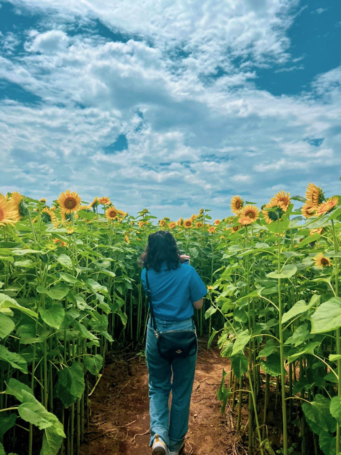 大森つばさ ラジオ配信日 ひまわり畑に行った後 ひまわりに魅了されお花屋さんで一輪購入 お部屋が彩られた ラジオ本編はこちら T Co Itd2pig06s 大森つばさ 大森ドラシュ Radiotalk ひまわり T Co