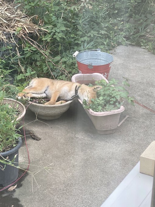 Skol S Recent Tweets 16 تحليلات تويتر الرسومية الخاصة بهوتويت Whotwi