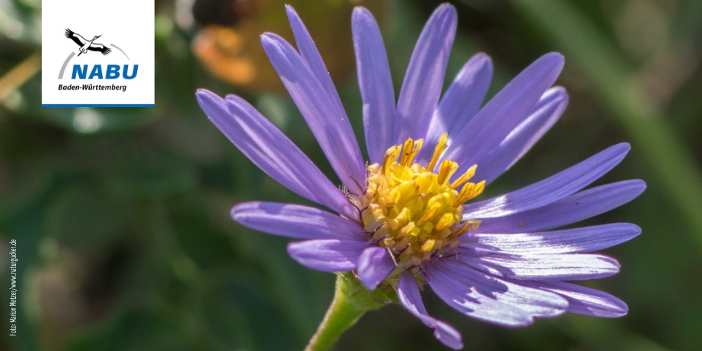 Naturschutzbund's tweet photo. Farbtupfer für den #Garten & Rettungsinseln für #Insekten 🎨🏝: die #Bergaster kann mit ihren Blüten beides liefern ✨🌸. Sie schließt die spätsommerliche Blühlücke und bietet Nahrung für 🐝🦋. Weitere #insektenfreundliche Wildpflanzen findet ihr hier 👉https://t.co/UBLShntv3j https://t.co/fkE8W8meOv