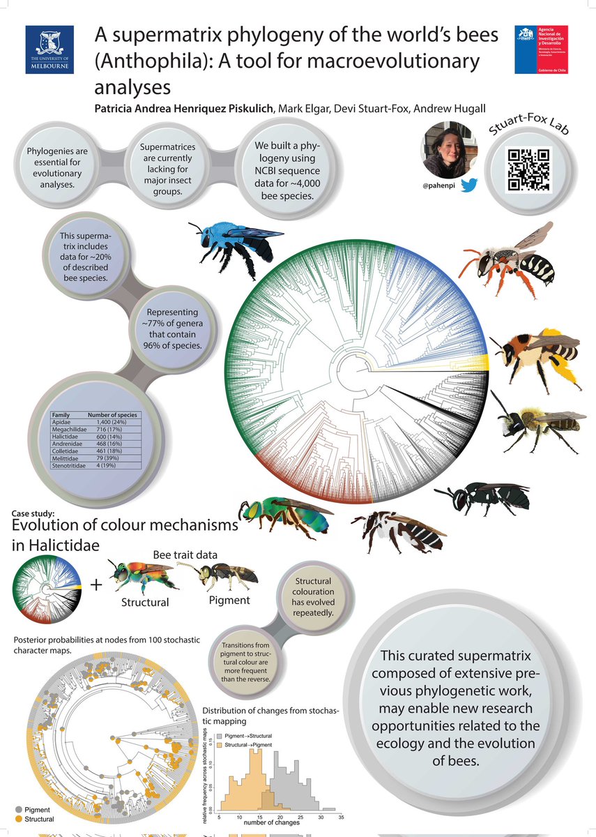 Hi #ESEB2022, if you are looking for new opportunities to test macroevolutionary questions in insects or interested in the evolution of structural colouration, find me at my poster (624) on Thursday.