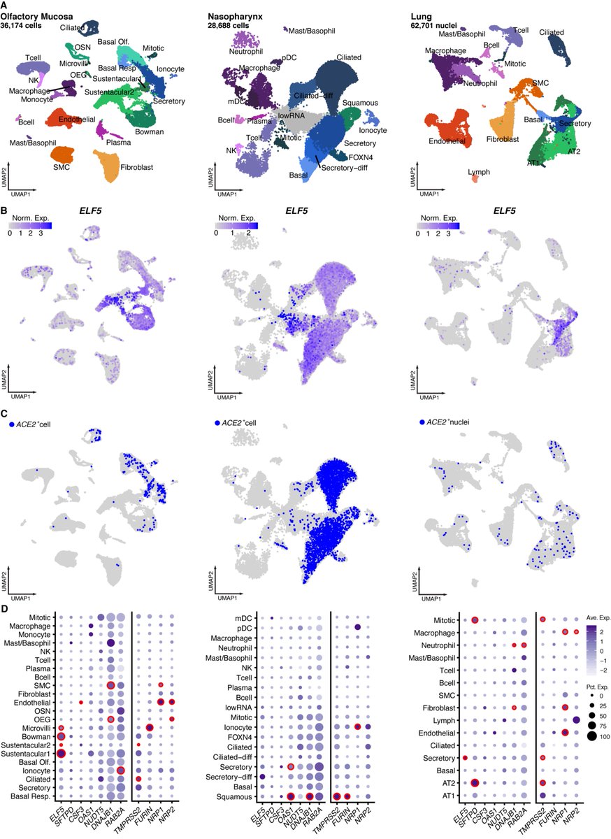 omicscience's tweet photo. Going from large-scale population-based studies into single cell populations using #scRNAseq revealed expression of #ELF5 in cells also expressing entry factors (eg. #ACE2) for #SARSCoV2, like epithelial cells in the mucosa or specific cells in the lung (AT2 cells).

5/n https://t.co/wnTxRH30wi