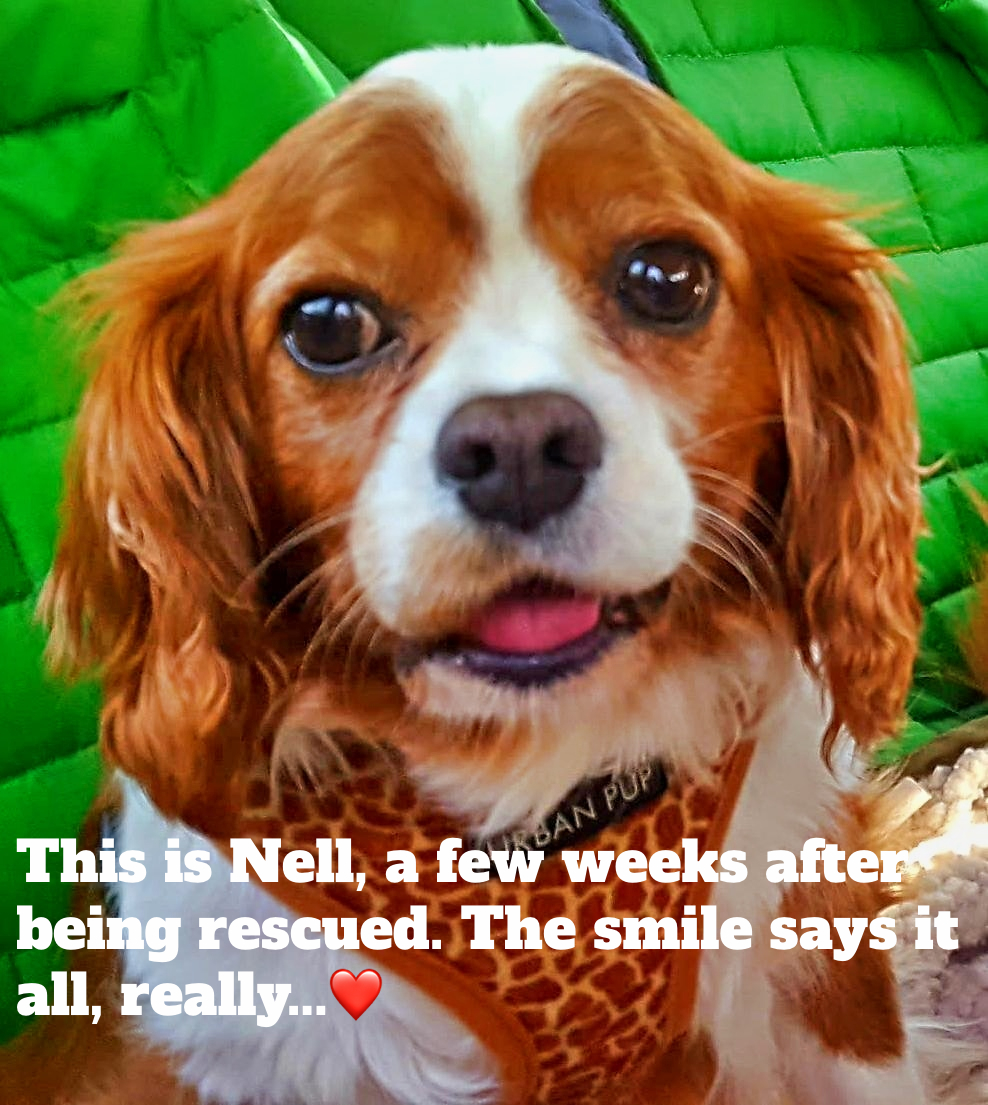 Here's true happiness at being rescued from a terrible life on a puppy farm #puppyfarmsurvivor #rescuedogsoftwitter #rescuedogsrock #cavalierkingcharlesspaniel ❤️