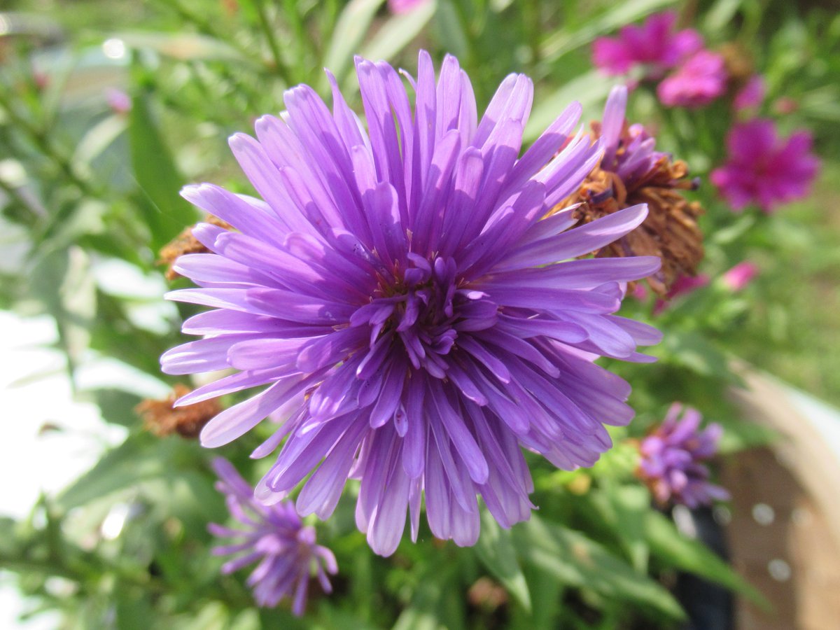 تويتر クジャクソウ البحث في تويتر