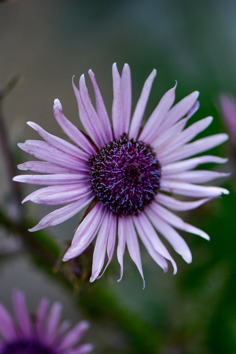 meadowmania's tweet photo. The extraordinary Berkheya purpurea @TheBotanics. Prickly foliage and a spike of lilac purple daisy like flowers. Native to South Africa. Likes full sun and well drained soil. #horticulture #Edinburgh #Botanics https://t.co/sspYXhv3sF
