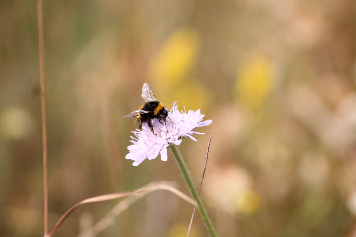 Buzzing Scotland tweet media