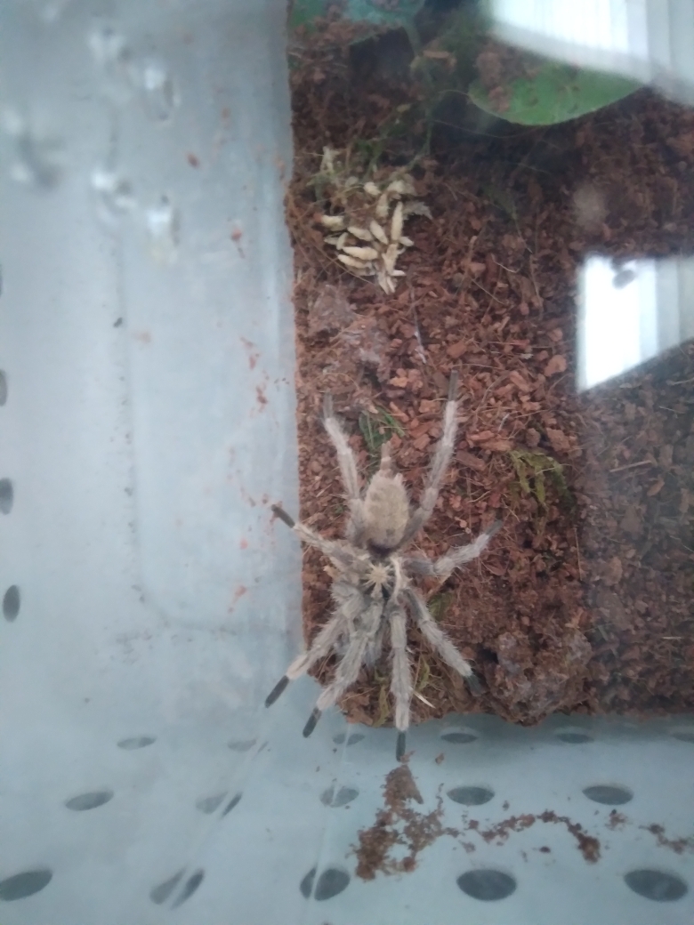 AngeladerisoA's tweet photo. For Motivational Monday, here are some updates on some of my younger tarantulas. Two baby E. Campestratus growing nicely, and a Trinidad Olive that recently came out of a burrow after months. #tarantula #tarantulakeeper #tarantulalove #tarantulalovers https://t.co/BLO7RteaSb