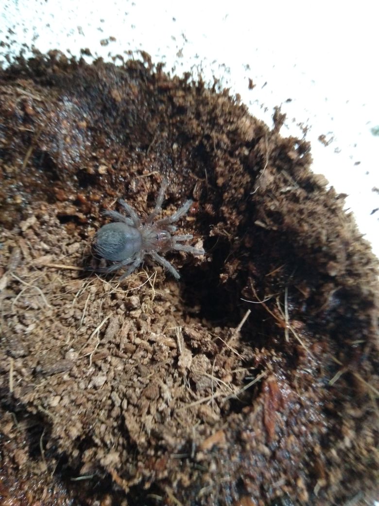 AngeladerisoA's tweet photo. For Motivational Monday, here are some updates on some of my younger tarantulas. Two baby E. Campestratus growing nicely, and a Trinidad Olive that recently came out of a burrow after months. #tarantula #tarantulakeeper #tarantulalove #tarantulalovers https://t.co/BLO7RteaSb