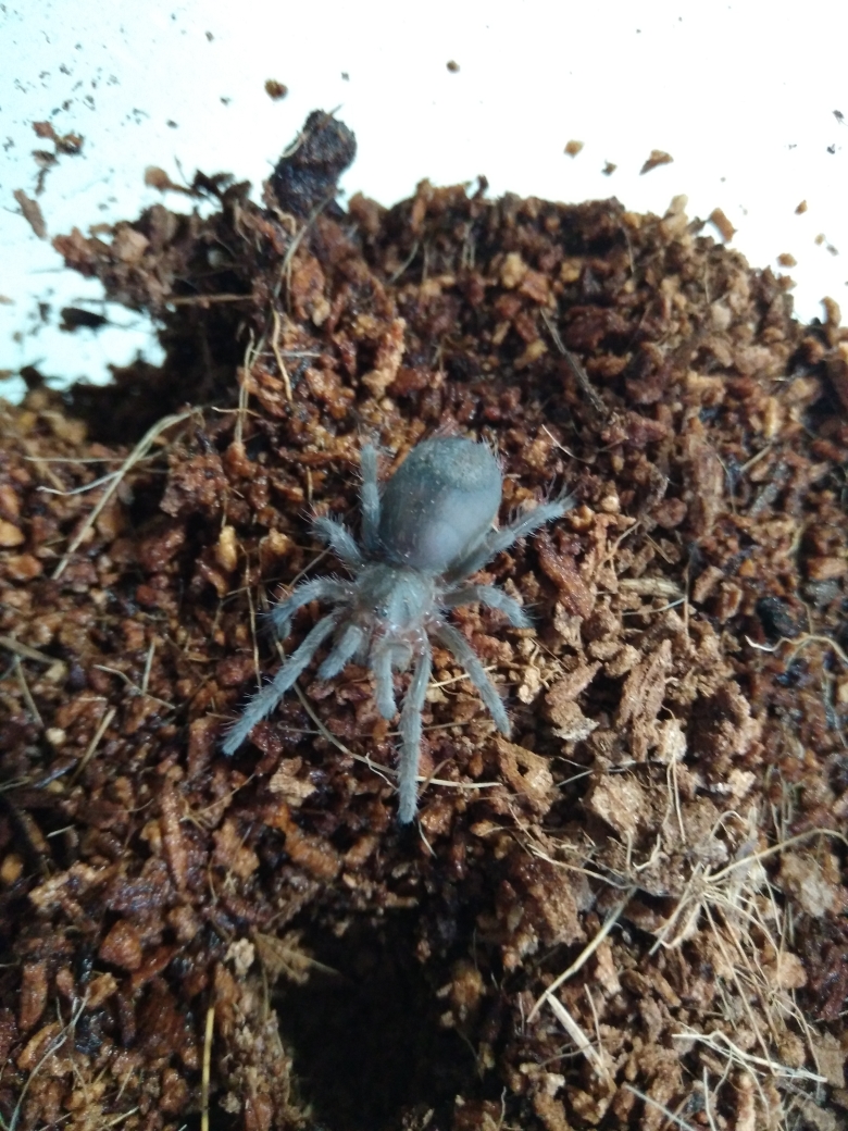 AngeladerisoA's tweet photo. For Motivational Monday, here are some updates on some of my younger tarantulas. Two baby E. Campestratus growing nicely, and a Trinidad Olive that recently came out of a burrow after months. #tarantula #tarantulakeeper #tarantulalove #tarantulalovers https://t.co/BLO7RteaSb