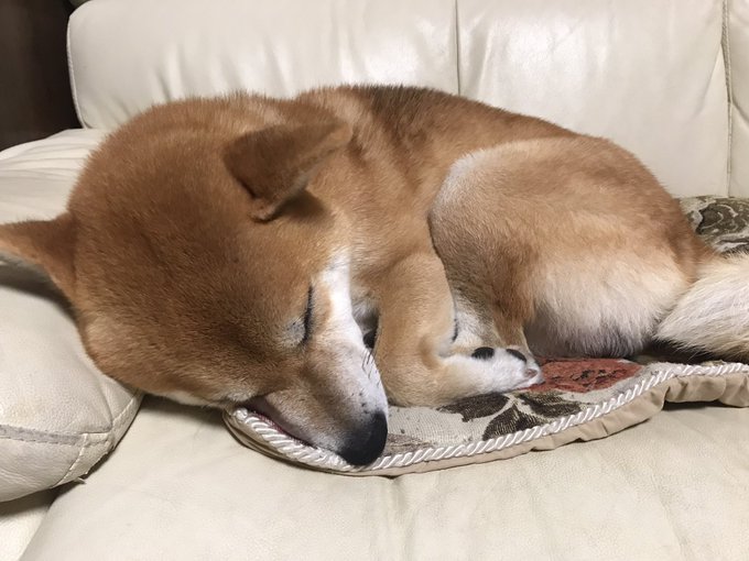 丸くなって寝てる 