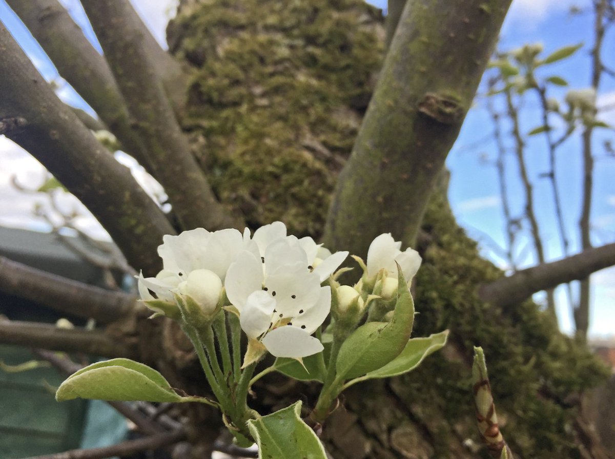 The best time to plant a tree was 20 years ago. The second best time is now 🌳
Will you sponsor a tree for the NHS Forest? nhsforest.org/get-involved/s…