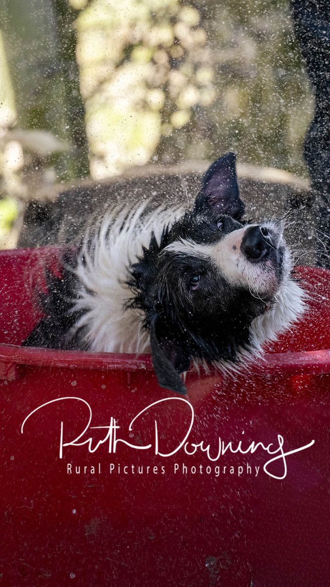 RuralPictures's tweet image. A working sheep dog cooling down after his run at the High Hills Sheep Dog trials near Stone in Staffordshire yesterday #bordercollies #sheeptrials #freelancephotographer