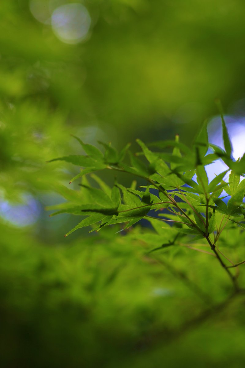 山門 のリアルタイムtwitter ツイッター ほぼ一覧