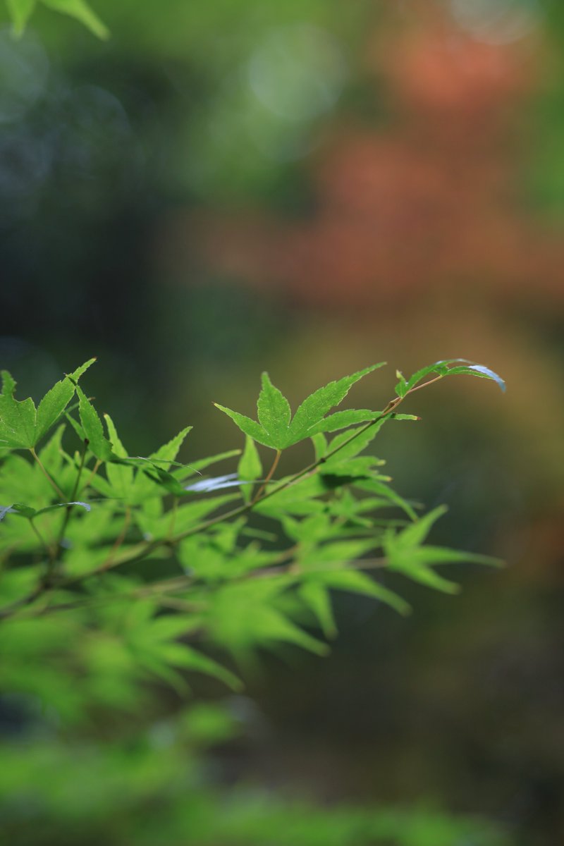 山門 のリアルタイムtwitter ツイッター ほぼ一覧