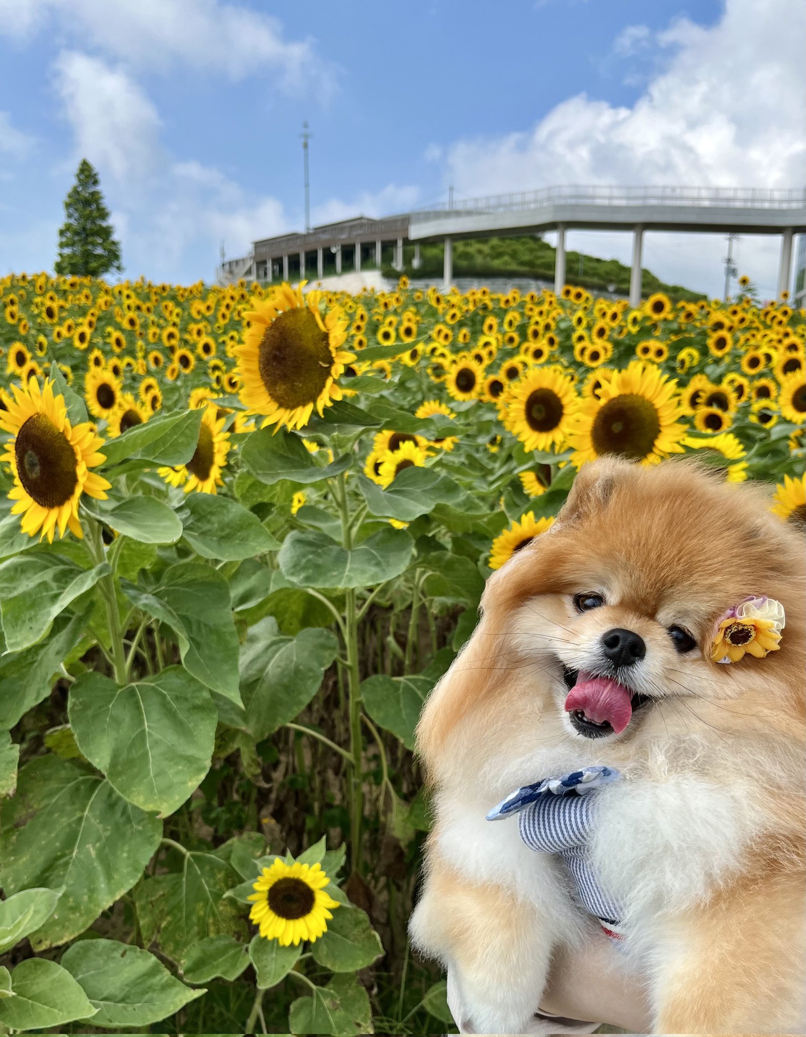 夏の花 Twitter Search Twitter