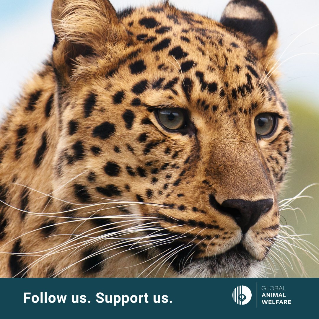 welfare_global's tweet photo. Follow us on social media. Tell your friends about us. Support us. Join our mailing list to keep up to date on the latest news working with and supporting wildlife sanctuaries and rescue centres around the world:https://t.co/6SoKTtOPFB https://t.co/BQBEIeaJYW