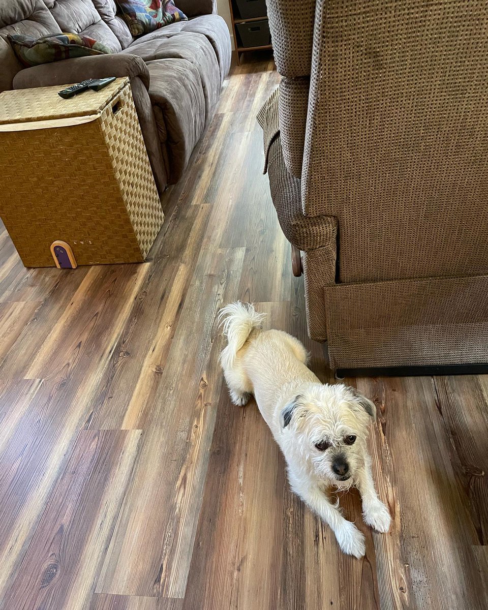 GOTG: This Renovation Adventure — For the most part, this new flooring renovation adventure is done, and we love it! Well, at least our dog Jenny approves. I think. #renovation #disruption #family #BhivePower https://t.co/qpBhRKSE2n https://t.co/V7IhII3trJ
