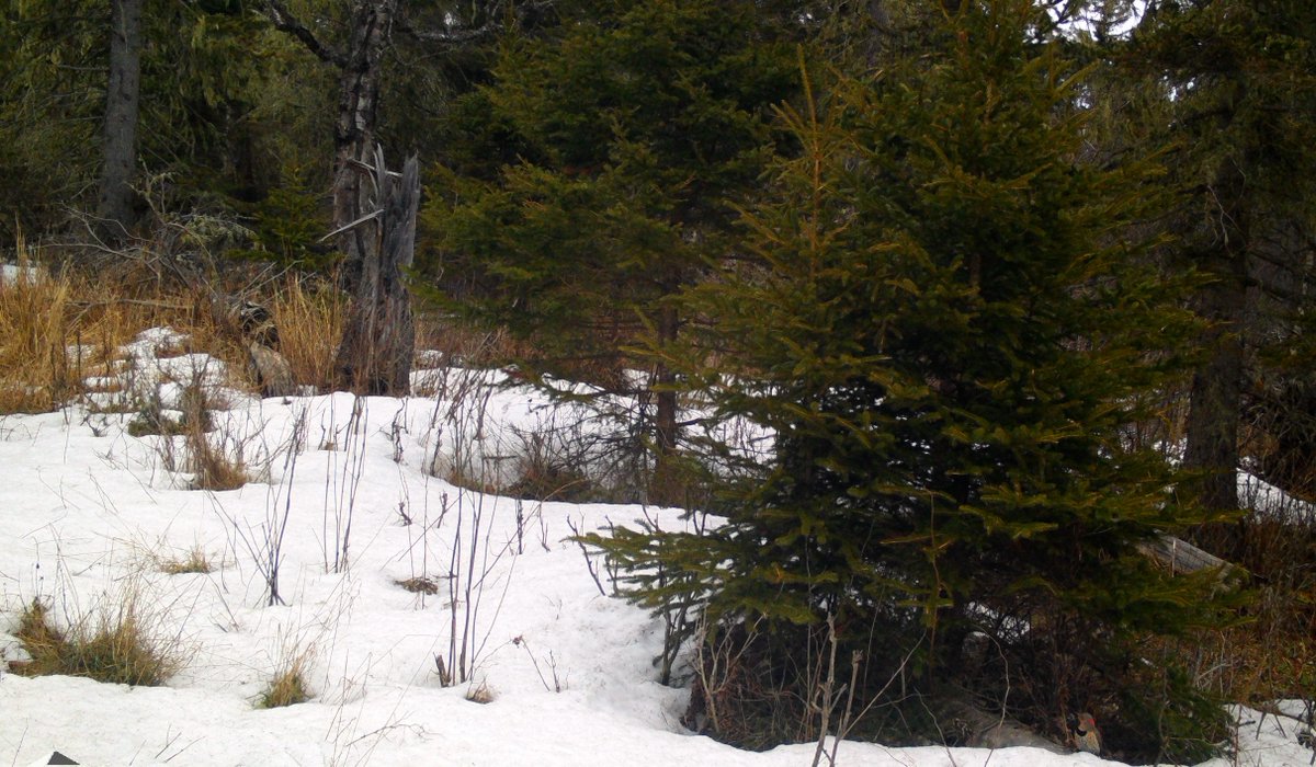 Can you spot the animal in this photo?