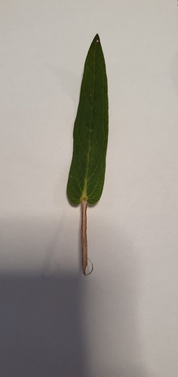 British Quinoa Co tweet media