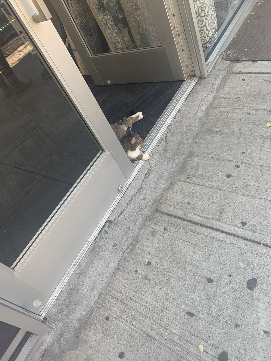 jimhunterb1's tweet photo. What? Walk around hooman. #catsofBrooklyn https://t.co/KRBE41mxXo