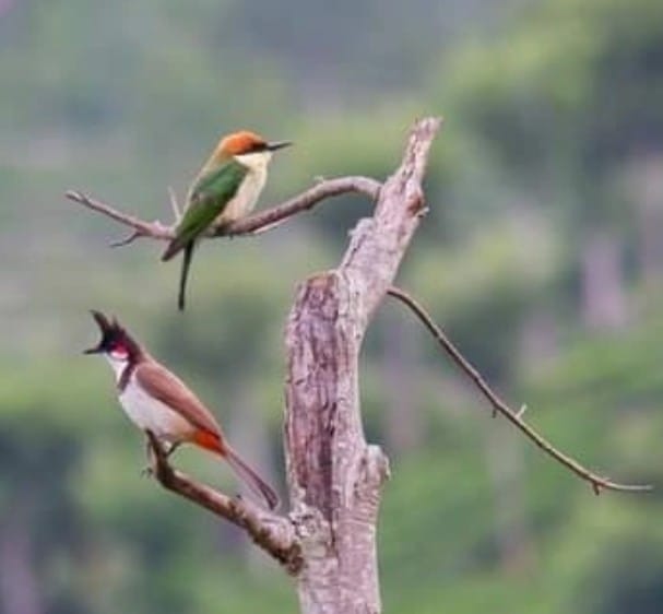 CLICK DURING BIRDING!
#xplotrails #trekking #birding #camping #photography