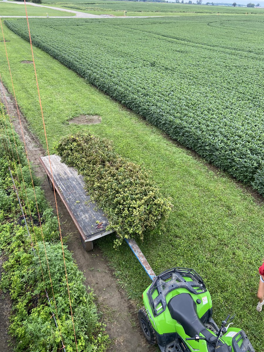ArcadiaHops's tweet photo. Harvest continues at Arcadia Buckeye Hops! Your Ohio Craft Beer journey is part of our harvest! #drinkbeergrownandmadehere https://t.co/BVFArW2rgp