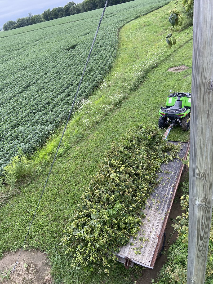 ArcadiaHops's tweet photo. Harvest continues at Arcadia Buckeye Hops! Your Ohio Craft Beer journey is part of our harvest! #drinkbeergrownandmadehere https://t.co/BVFArW2rgp