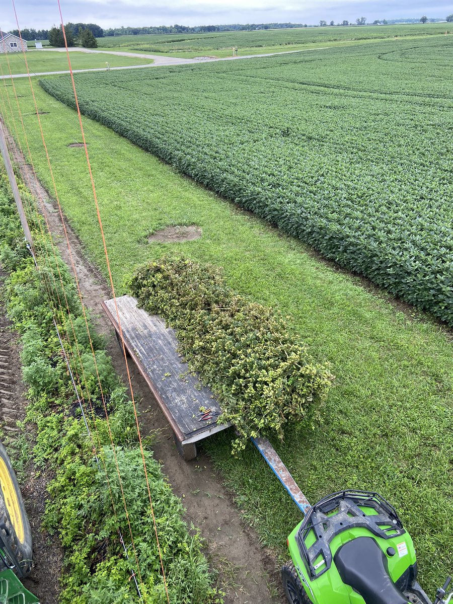 ArcadiaHops's tweet photo. Harvest continues at Arcadia Buckeye Hops! Your Ohio Craft Beer journey is part of our harvest! #drinkbeergrownandmadehere https://t.co/BVFArW2rgp