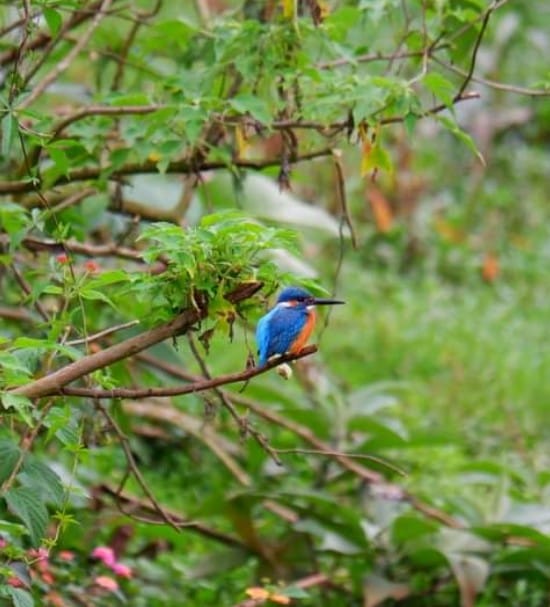 CLICK DURING BIRDING!
#xplotrails #trekking #birding #camping #photography
