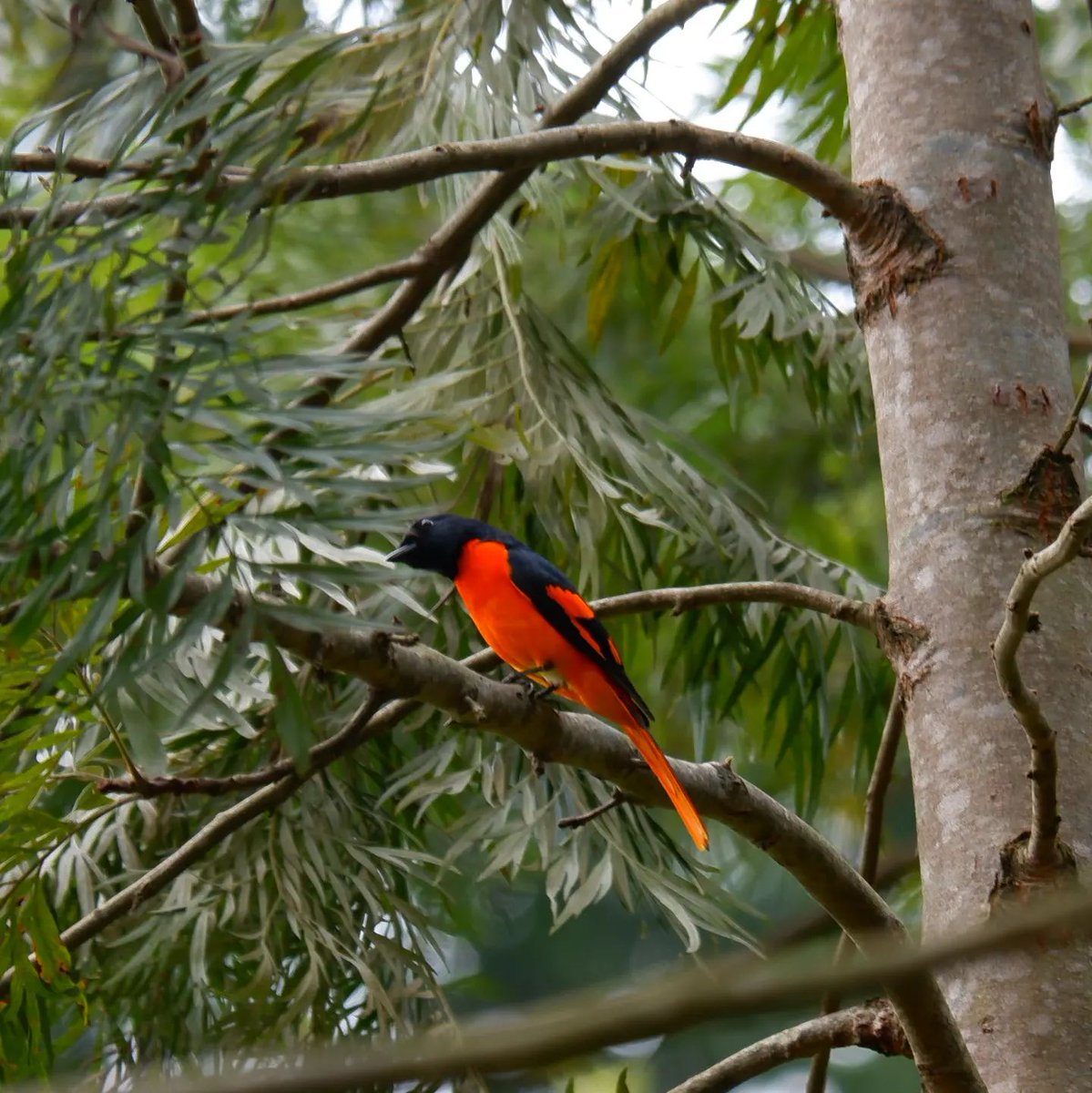 xplotrails's tweet photo. CLICK DURING BIRDING!
#xplotrails #trekking #birding #camping #photography https://t.co/t2joyVgdXT