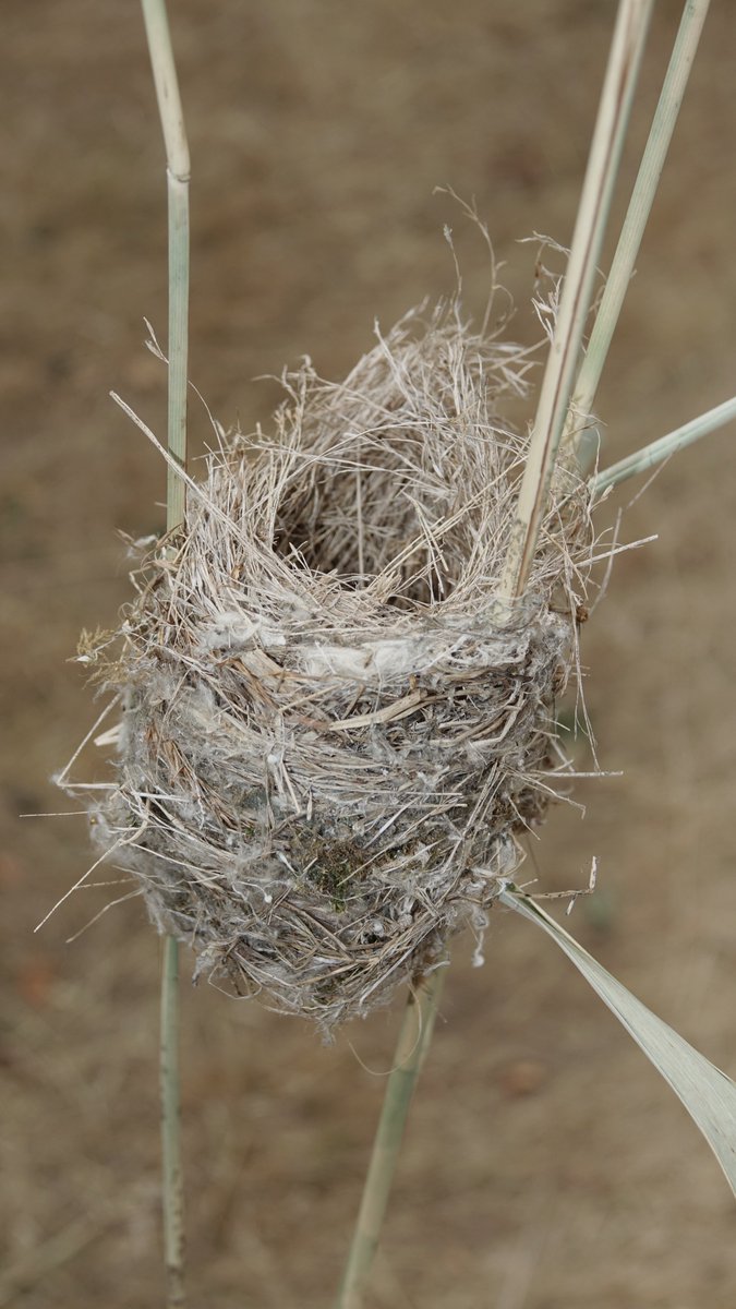 Dave Jones tweet media