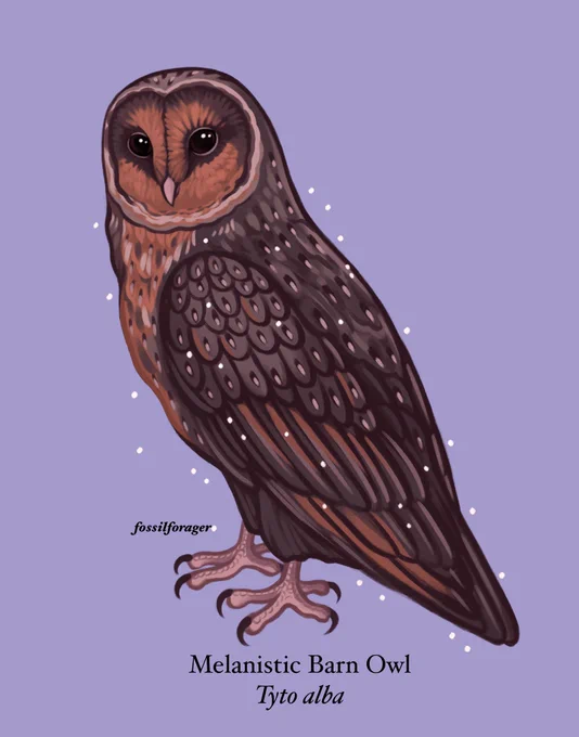 Melanistic barn owl  #AvianAugust2022 