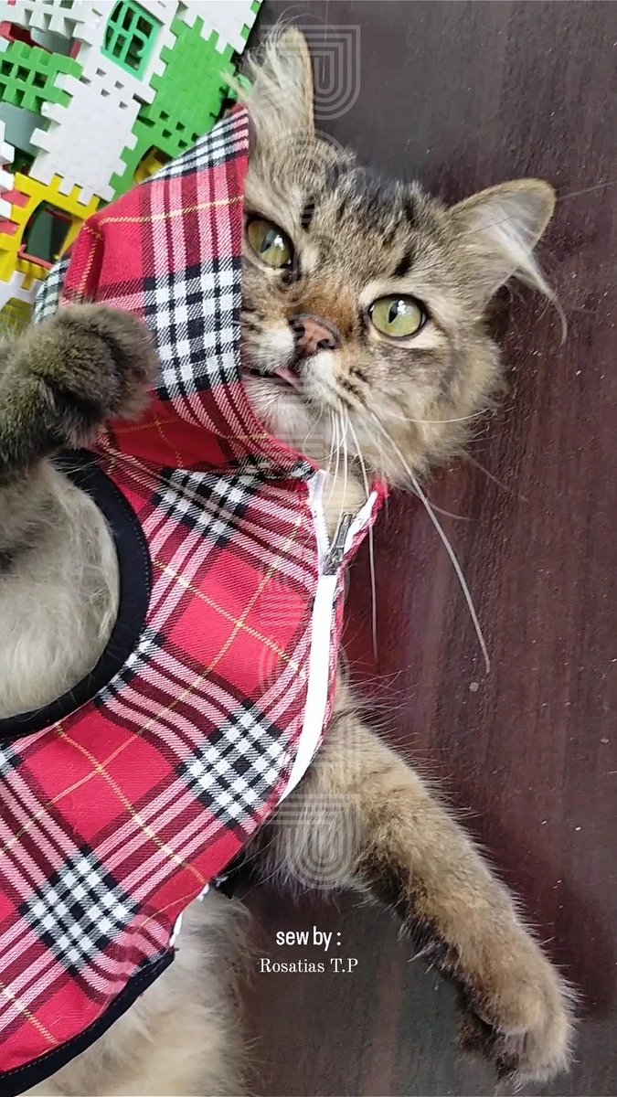 Rosatias_'s tweet photo. Hoodie kucing pertamaku😻 detail, coffee on pose. Btw saking geumeusnya panggilannya jadi kappii🤣
Kesan pertama jahit hoodie buat 2 kucing (oreo), it's another my sewing skill to the better me
#sewing #myownpattern #cathoodie #ootdcat https://t.co/eCvqY3SHCe