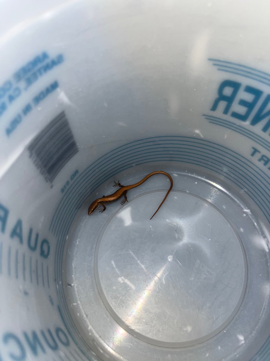 CWECorp's tweet photo. What's the best way to wake up on a #MondayMorning? Finding a full pot of coffee in the break room, or finding a baby #alligatorlizard in the break room? https://t.co/NBWyKeCGBc