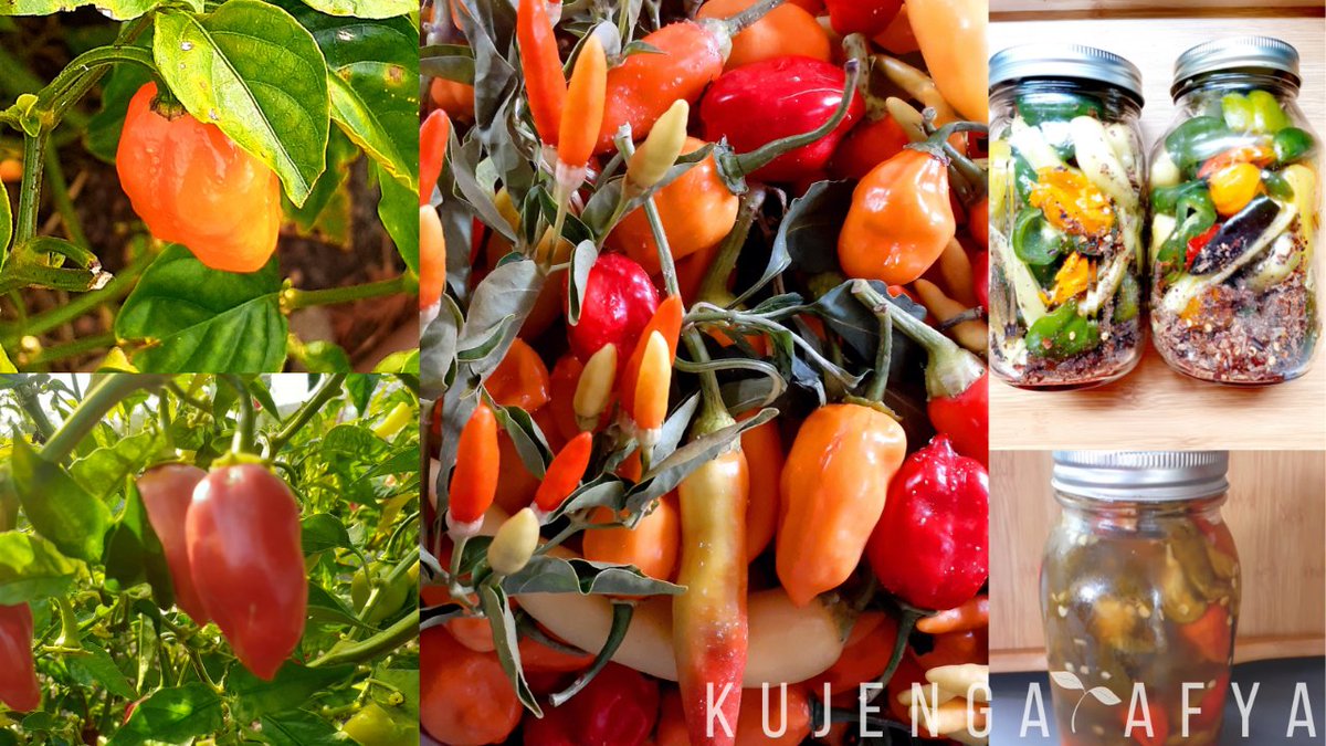 😋With the abundance of 🌶️🫑 PEPPERS I have been growing, I have enjoyed pickling some of them. While I like to eat them straight from the jar, this method also allows for easy sauce making, too. #Gardening #Plantbased #Vegan #PlantTwitter
