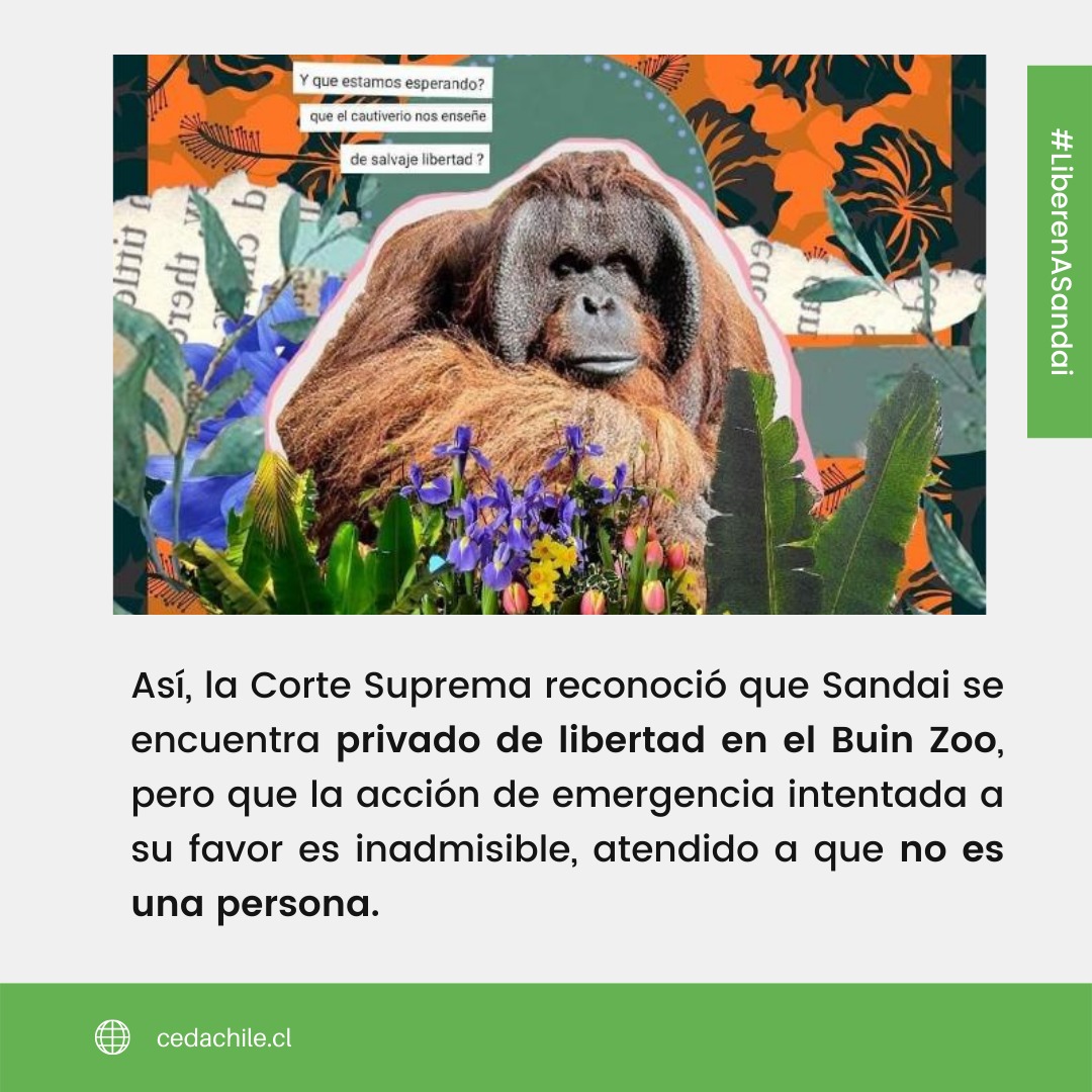 Fundación Justicia Interespecie tweet media