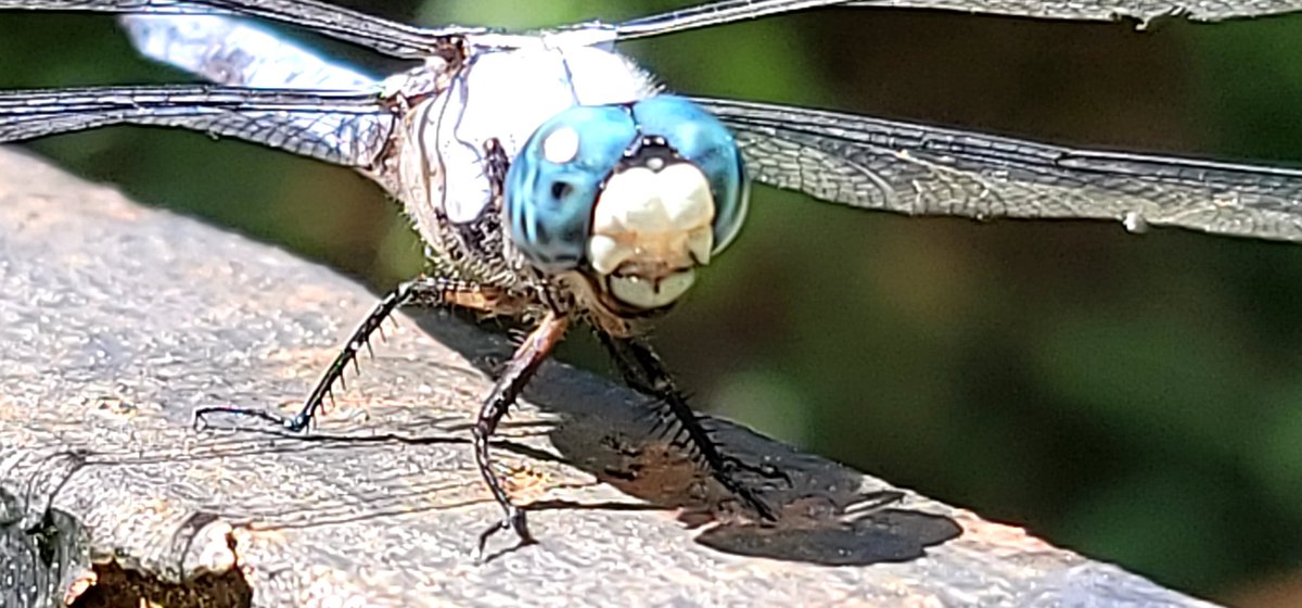 macabrepedia's tweet photo. A dragonfly. https://t.co/bXDhxwut0x