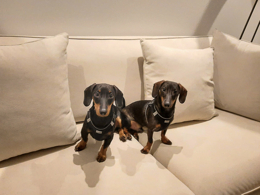 rocherandcacau's tweet photo. Happy Monday, everyone! What are you up to this week?
--
#goodday #couchismine #couchislife #dachshund #doxie #sausagedog #weenie #salsicha #dog #puppies #dogcuddles #doggo #puppy #teckel #petlovers #dogoftheday #goodboys https://t.co/nBE4jb645M
