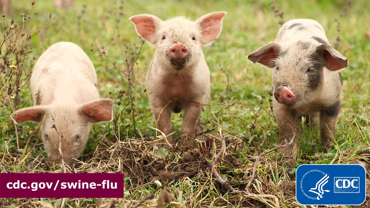 CDCgov's tweet photo. CDC confirmed 2 more human infections with a #flu virus that usually spreads in pigs, bringing the total for 2022 to 3. Public risk from these types of infections is generally low, but CDC recommends precautions for people who are around pigs:
https://t.co/tuarjqa25C. https://t.co/lojpWyl4w3