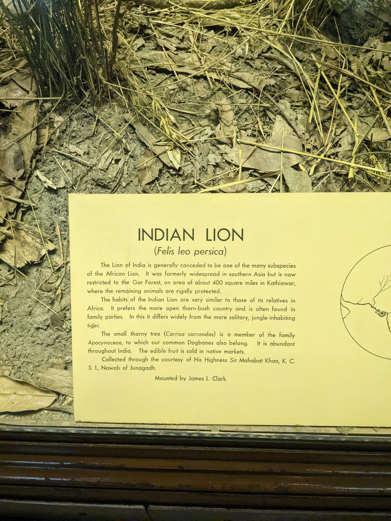 surabhi_gp's tweet photo. Hi @AMNH. This is from Asian animals section where it says that the lions are restricted to the "Gar" forest. Please consider changing it to "Gir" which is the correct name of the forest. Thank you! https://t.co/CwdCwD2pP7
