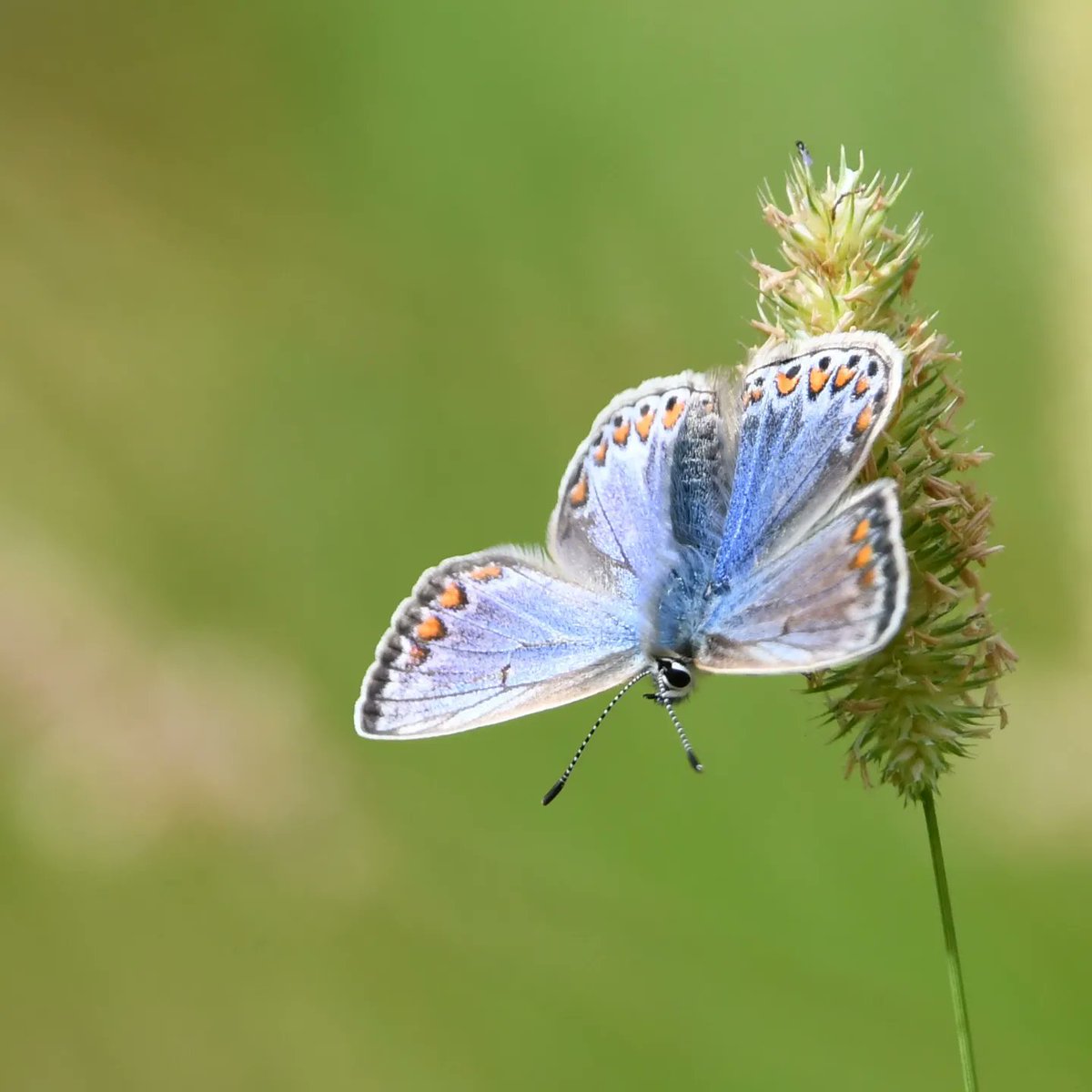 nxdroid's tweet photo. Common Blue female at Launde Wood #naturelovers #NaturePhotography #NatureBeauty #wildlife #wildlifephotography #lrwt #butterfly #butterflies #nikond7500 https://t.co/kArzlTD93T
