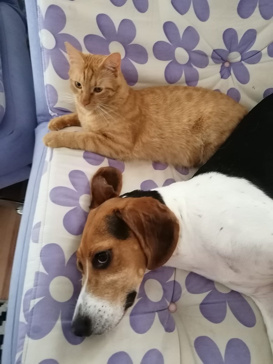HerdemFip's tweet photo. 📍Ankara
AYLARDIR KALICI YUVA ARIYOR 
▫️1 yaşında kısır erkek
▫️Fip atlattı ve şu an gayet sağlıklı
▫️Köpeklerle yaşamaya uyumlu
VE AYLARDIR GEÇİCİ YUVASINDA.

ANKARA'DA BU ÇOCUĞA ÖMÜRLÜK BAKABİLECEK SORUMLULUK SAHİBİ 1 KİŞİ YOK MU? https://t.co/8x1kKkPBru