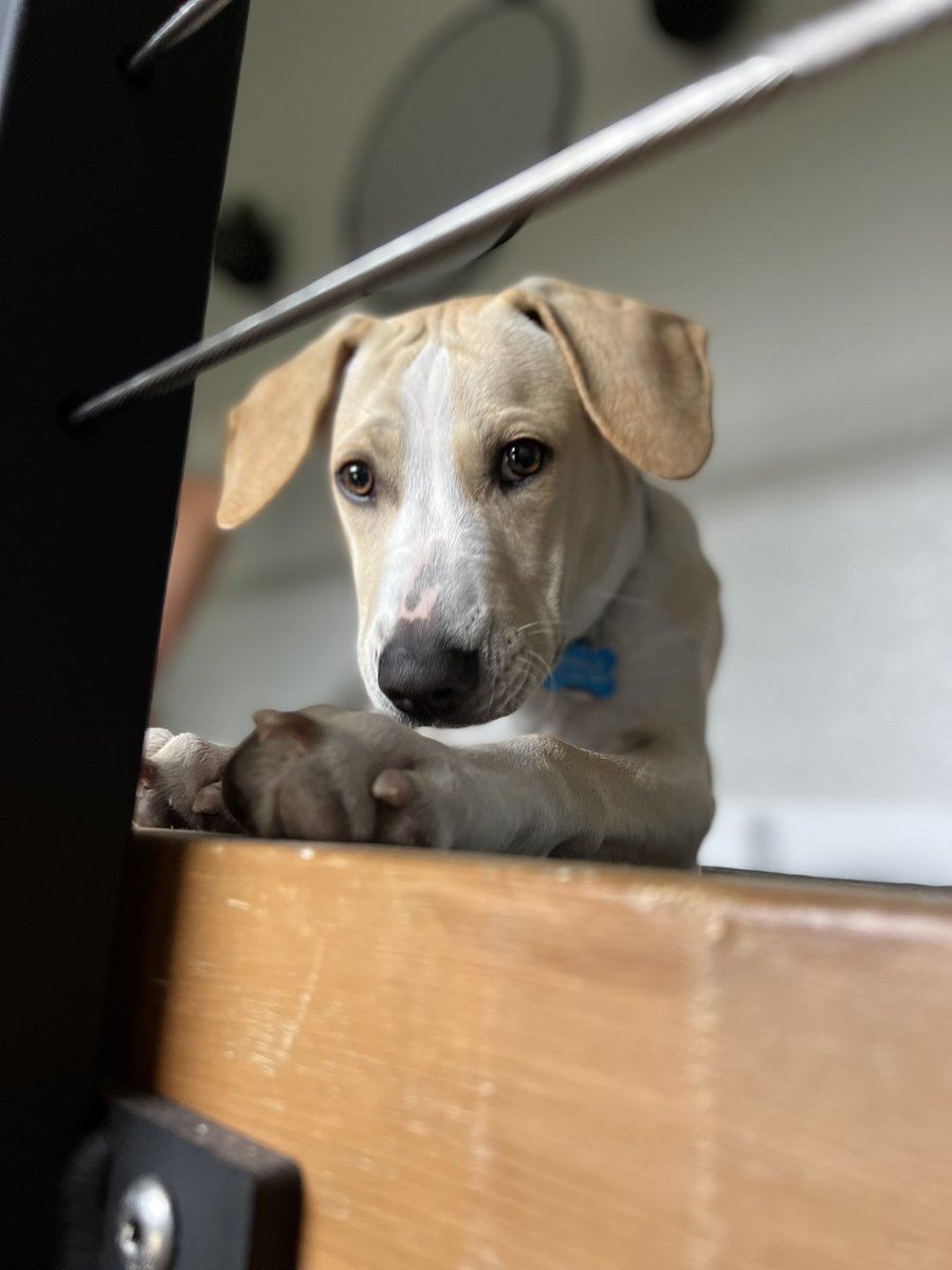 BurbankRob's tweet photo. Here’s the SPOD for today… #dogsoftwitter https://t.co/U3dKWjuquI