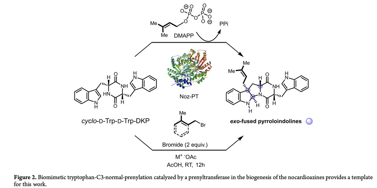 TotalSynthesis's tweet photo. Biomimetic #TotalSynthesis of (+)-Nocardioazine B and Analogs by Tushar M. Khopade, @KalyaniAjayan, Dona Mariya Vincent, Amy L. Lane, and Rajesh Viswanathan in @JOC_OL https://t.co/gxRePgMuSP https://t.co/GyzhZKMmpn