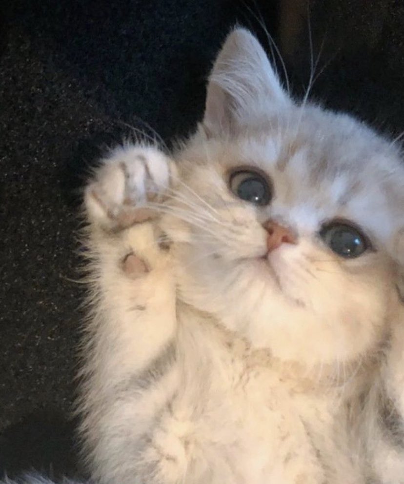 ——𝙈𝙊𝙈𝙈𝙔 𝙈𝙀𝙂𝘼𝙇𝙊𝘿𝙊𝙉 🦈 (MUSE BREAK) (@aquatic_mommy) on Twitter photo 